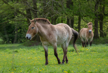 Naklejka na ściany i meble Endangered Przewalski horses in the outdoor