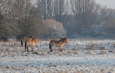 Obraz na płótnie Canvas Endangered Przewalski horses in the outdoor