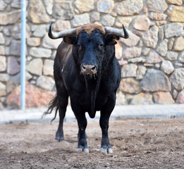 a spanish strong bull on spain