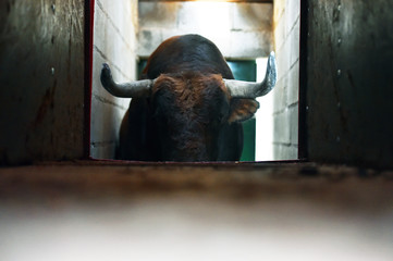 majestuoso toro español