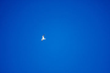 Fototapeta premium White birds on a background of blue sky. Seagulls in the coast. A clear, cloudless sky. Day, cold, sunny.