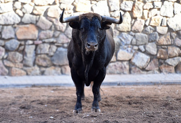 a spanish strong bull on spain