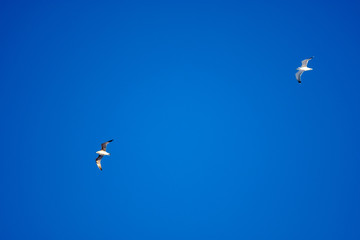 White birds on a background of blue sky. Seagulls in the coast. A clear, cloudless sky. Day, cold, sunny.