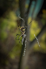 spider in its natural habitat of a garden