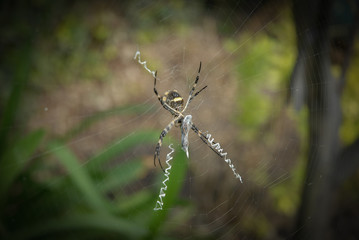 spider in its natural habitat of a garden
