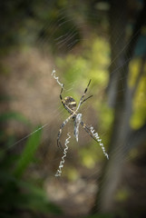spider in its natural habitat of a garden