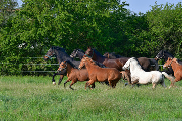 A herd of horses and ponies at a full gallop in the meadow.