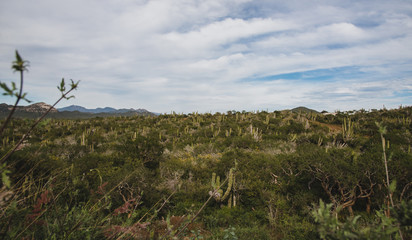 Beautiful Landscape Photograph View,  Los Cabos Mexico