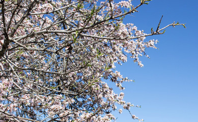 Almond tree blooming in Sicily with blue sky