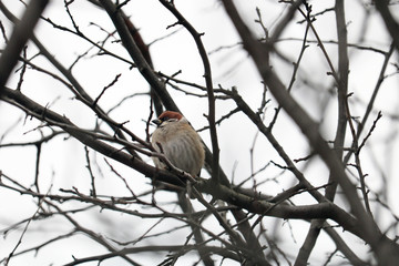 sparrow in the bush