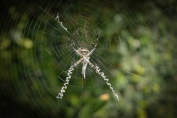 spider in its natural habitat of a garden