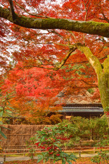 宝厳院の紅葉