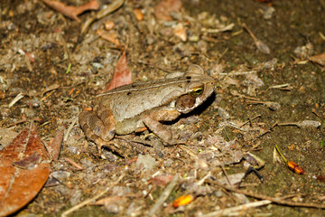 Yellow Frog - Bufo crucifer