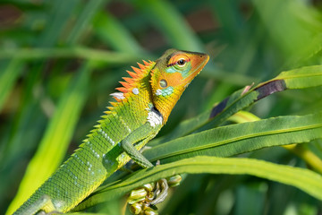 Common Green Forest Lizard (Calotes calotes), Sinharaja Rain Forest Reserve, Sri Lanka