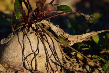 Rote Bete Erntezeit