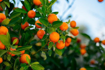 A green twig also called Kumquat golden orange, young orange Fortunella fruit called golden tangerine, fairly cold-resistant citrus with slow-growing evergreen shrubs.