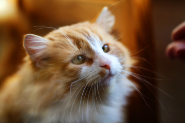 Bright photo orange portrait of a cat