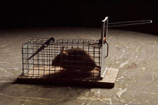 Trapped mouse in a live trap