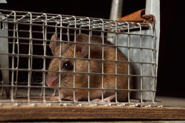 Trapped mouse in a live trap