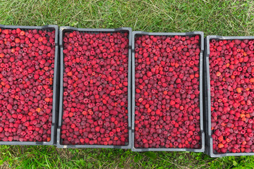 Freshly picked and delicious raspberries placed in plastic boxes