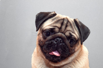 Obraz premium Portrait of beautiful female pug puppy dog with protruding tongue