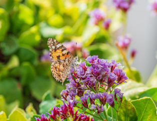 The butterfly on a flower in sunlight