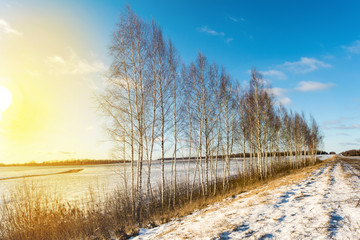 Many young birches which thin trunks grow in a row on the side of the road and are lit by the light of the setting sun against a background of clear snow and a blue sky.