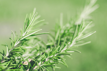 Fresh rosemary herb grow outdoor