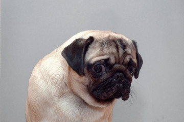 Frightened guilty dog pug looking sad at camera.