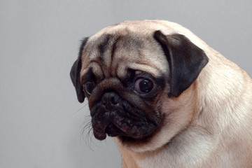 Frightened guilty dog pug looking sad at camera.