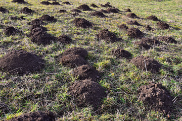 molehills mole hill destroy of garden lawn