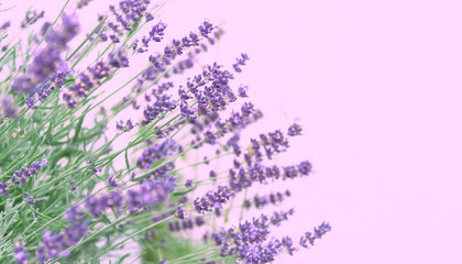 View of lavender in purple on a pink background. The concept of the holiday, plants, background, garden, landscape design