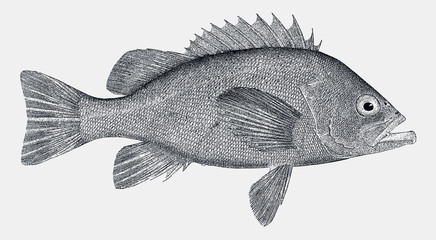 Black rockfish sebastes melanops, a fish from the eastern pacific ocean in side view © M