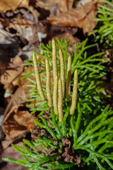Southern Running-Cedar