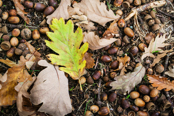 composicion otoñal 2