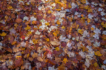 Fall foliage on the ground