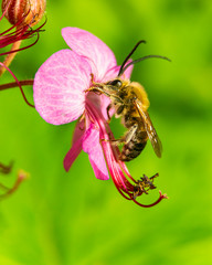Macro image of hardworking bee on violet flower on sunny day