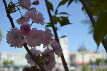 Beautiful flowering Japanese cherry - Sakura. Background with flowers on a spring day.