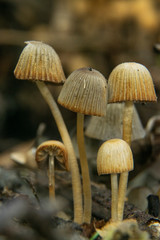 Large group of tiny mushroom growing next to old tree trunk