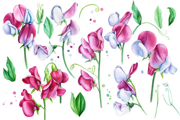 Set of pink sweet pea flowers on isolated white background, watercolor painting