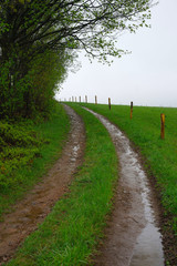 Road through the meadow in the Orlicke Mountains