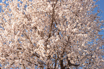 Almond tree with white flowers on a blue background