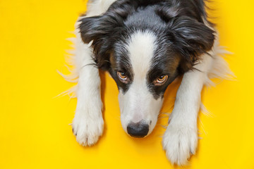 Funny studio portrait of cute smilling puppy dog border collie isolated on yellow background. New lovely member of family little dog gazing and waiting for reward. Pet care and animals concept