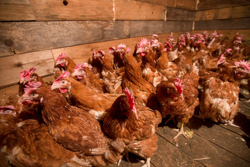 The village of Old Believers from Latin America in Russia in the Primorsky Territory. Homemade chicken in a new wooden chicken coop