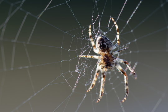 Spinne wartet in ihrem klebrigen Netz auf ihre Beute