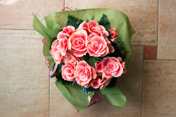 Pink Begonias blooming at home, home flowers