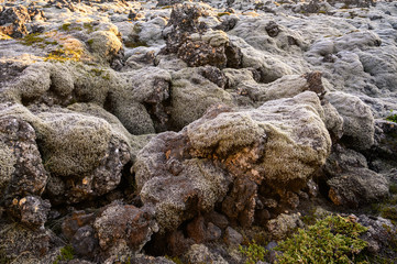 Icelandic lava field covered by moss