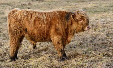 A small shaggy calf of the highland cattle breed stands with matted fur and dirt on a pasture in winter
