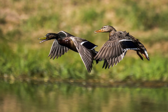 Maited pair of mallard ducks in flight over water during summer