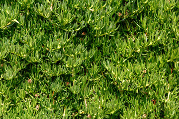 green climbing plant on a stone wall. Greece, the coast of the Ionian Sea © slavonstok